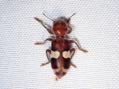 Enoclerus quadrisignatus