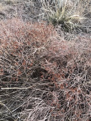 Eriogonum effusum