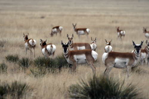 Pronghorn photographed in New Mexico