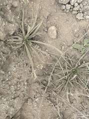 Plantago coronopus
