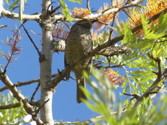 Sericulus chrysocephalus