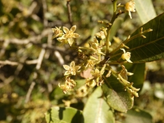Lithraea brasiliensis
