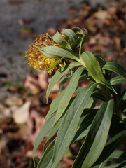 Solidago elongata