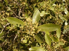 Lithraea brasiliensis