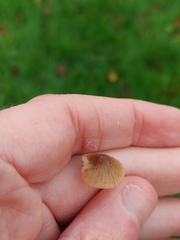 Mycena