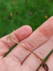 Mycena