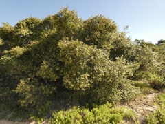 Lithraea brasiliensis