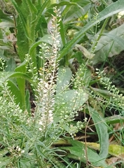 Lepidium ruderale