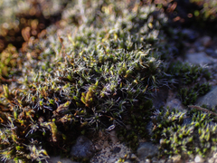 Grimmia pulvinata