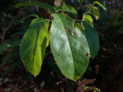 Prunus emarginata