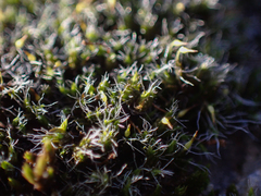 Grimmia pulvinata