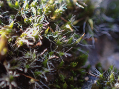 Grimmia pulvinata