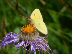 Colias fieldii