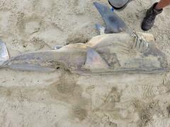 Carcharodon carcharias