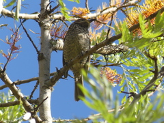 Sericulus chrysocephalus