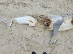 Carcharodon carcharias