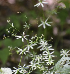 Galium concinnum