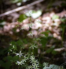 Galium concinnum