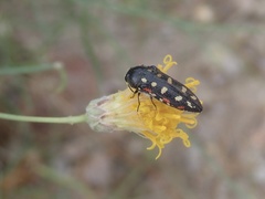 Acmaeodera gibbula