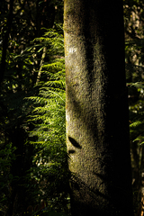 Arthropteris tenella