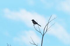 Aphelocoma woodhouseii woodhouseii