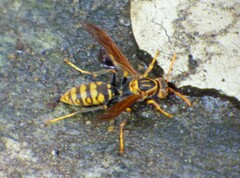 Polistes jokahamae