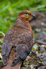 Macropygia phasianella