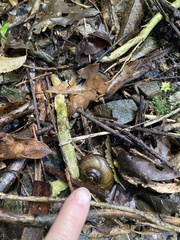Powelliphanta traversi