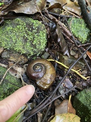 Powelliphanta traversi