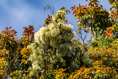 Clematis glycinoides