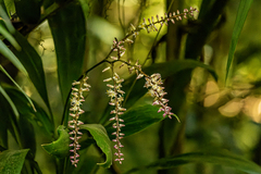Cordyline petiolaris