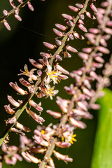 Cordyline petiolaris