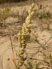 Panicum racemosum