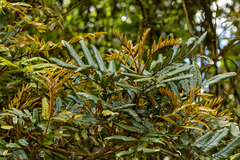 Cupaniopsis baileyana