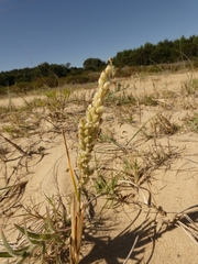 Panicum racemosum