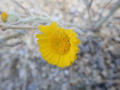 Baileya multiradiata