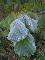 Corylus avellana