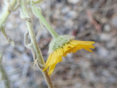 Baileya multiradiata