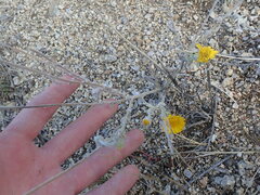 Baileya multiradiata