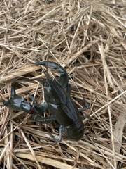 Cherax destructor