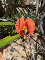 Gompholobium ecostatum