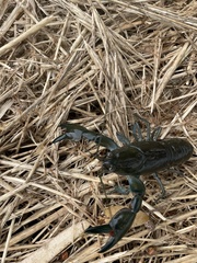 Cherax destructor
