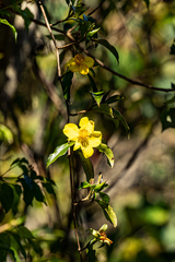 Hibbertia scandens