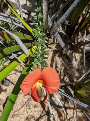 Gompholobium ecostatum