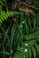 Libertia paniculata