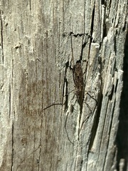 Amphineurus hudsoni