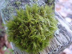 Dicranum howellii