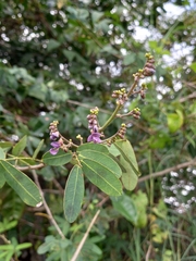 Machaerium lunatum