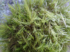 Dicranum howellii