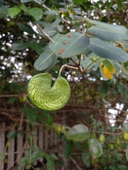 Machaerium lunatum